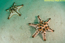 chocolate chip sea stars